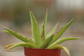 agave horrida 8650