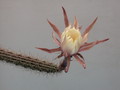 nyctocereus hirschtianus 38