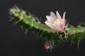 lepismium ianthothele 0097
