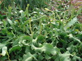 epiphyllum guatemalense monstrosa 9827