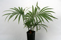 cycas thouarsii 6177