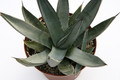 agave nigra 7678