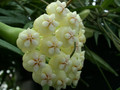 hoya pachyclada 7092 04
