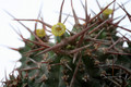 euphorbia philipsiae 2237