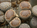 lithops julii fulleri 02