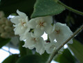 hoya thomsonii 3857 01a