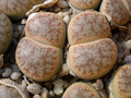 lithops pseudotruncatella pallid c113 02