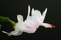 schlumbergera gina 5853