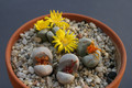 lithops meyeri c272 0216