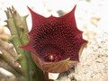 huernia keniensis zander 01