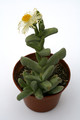 juttadinteria decumbens sargdeckel 0665