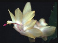 schlumbergera epric1203