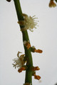 rhipsalis feres heteroclada 6579