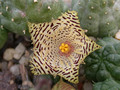 huernia kennedyana01