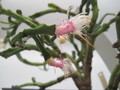 schlumbergera enigma 7734