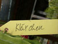 aporocactus klaerchen 299
