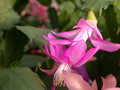 schlumbergera naomi 16