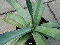 agave pedunculifera 4903