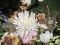 lampranthus weiss 1236