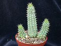 hoodia gordonii 05