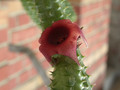 huernia schneideriana ex abbey 05