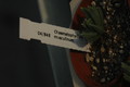 chasmatophyllum musculinum 1808