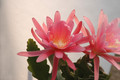 eh crenatus haagei 5820 01