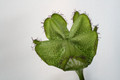 ceropegia spec 9865