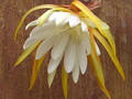eh white splendor 9740 0636