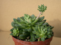 graptopetalum polyphyllum 01