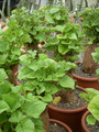 ipomea batatas