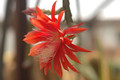 aporocactus peggys cartwheel 0675