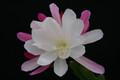 eh rhodos 8765 2679