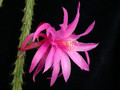 aporocactus fairy dancer 1018