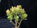 crassula ovata hummels sunset 03