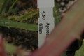 aporocactus gillian 1317