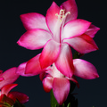schlumbergera ara brazil