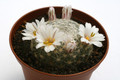 mammillaria lenta 0332