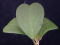 hoya kerrii 2