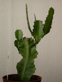 euphorbia vajravelui 7659
