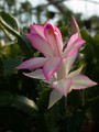 schlumbergera hatherton charm 219