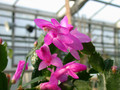 schlumbergera naomi 19