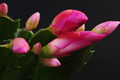 schlumbergera thor zita 003