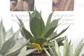 agave chiapensis