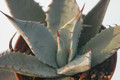 agave shrevei matapensis matape son 8556 Kopie