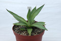 agave colimana 02