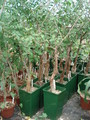 bursera schlechtendalii 07