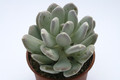 pachyphytum glutinicaule 7969