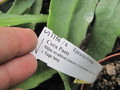 eh cora paetz 1156 7