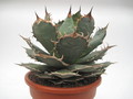 agave titanota braun 7736